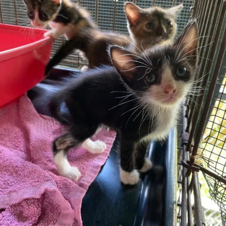 Tyson - Chat Européen à adopter