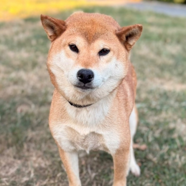 Amaterasu