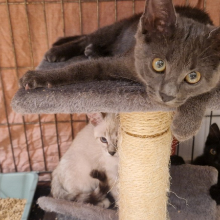 Photo de Mistigri
