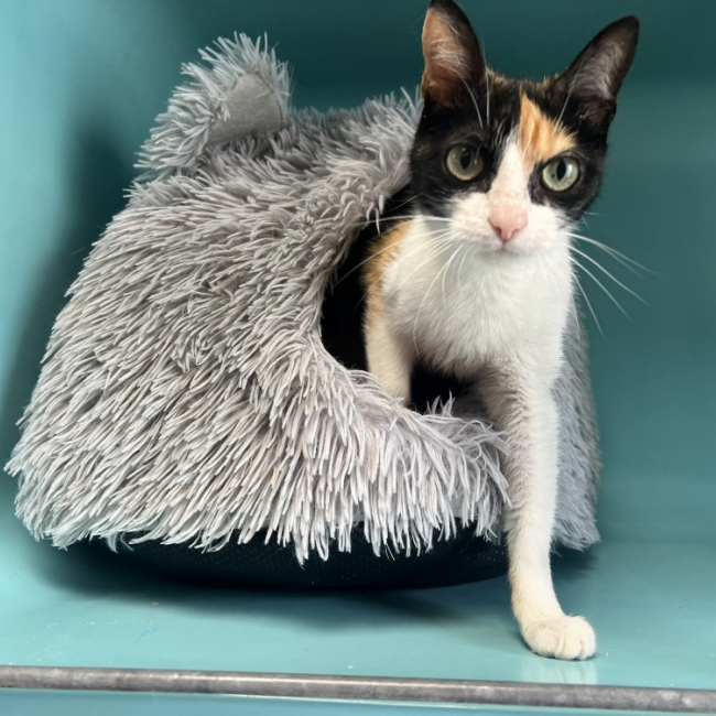 Lilou