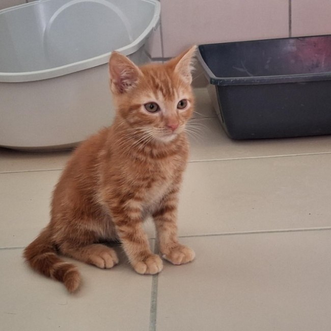 Biscuit