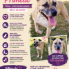 Prunelle
