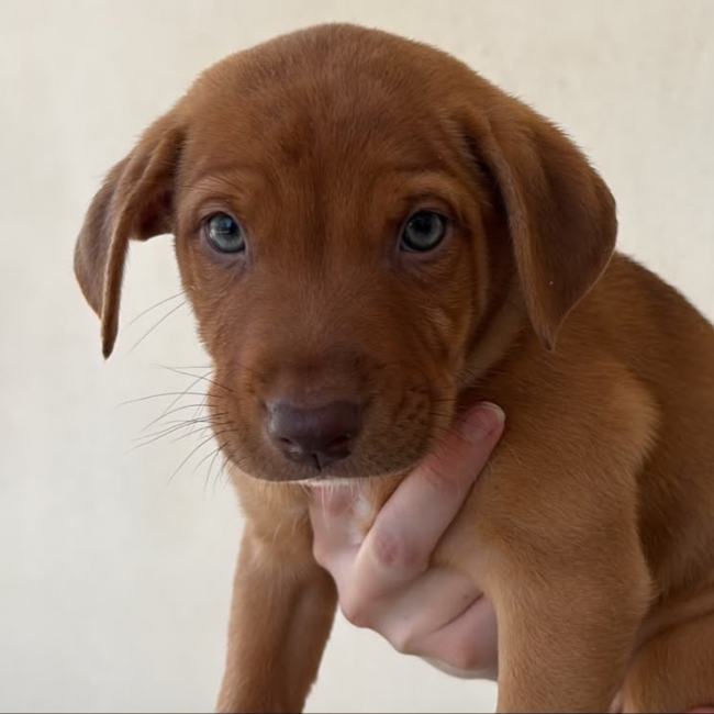 Darwin