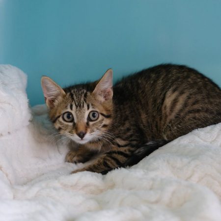 Panam - Chat Européen à adopter