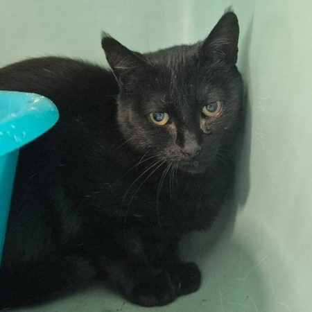 Hemia - Chat Européen à adopter