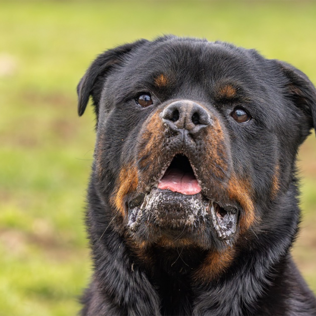 Koda