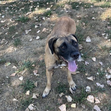 Snookie - Chien à adopter