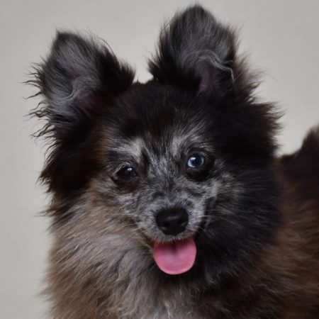 Harlinn - Chien Spitz Allemand à adopter