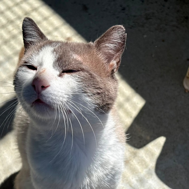 Photo de Nilo