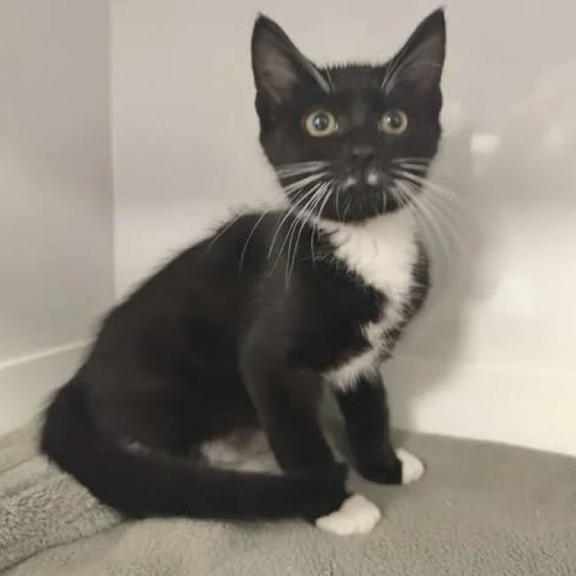 Photo de Figaro