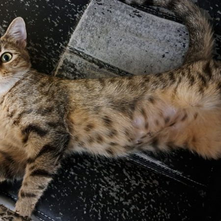 Astrid - Chat Européen à adopter