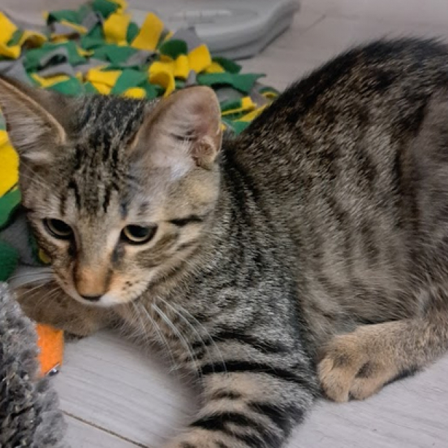 Photo de Buri