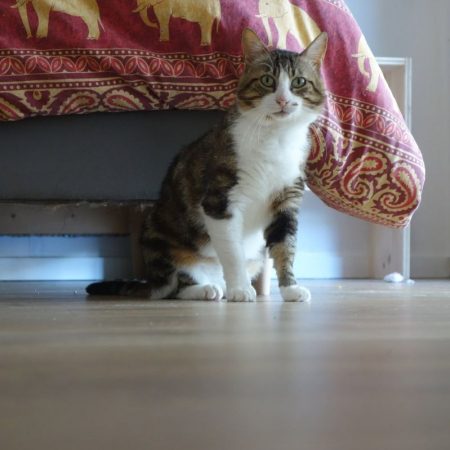 Pantoufle - Chat Européen à adopter