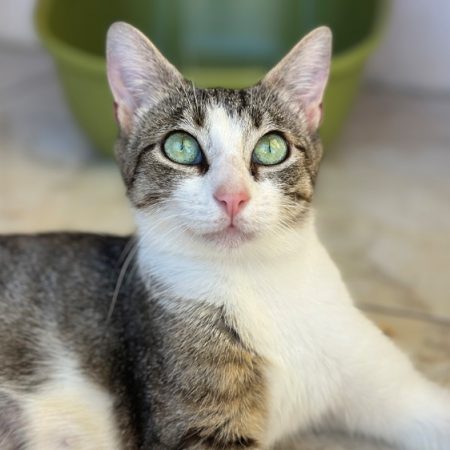Mimi - Chat Européen à adopter