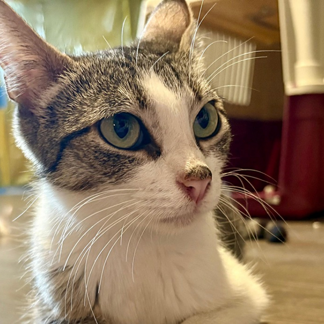 Mimi