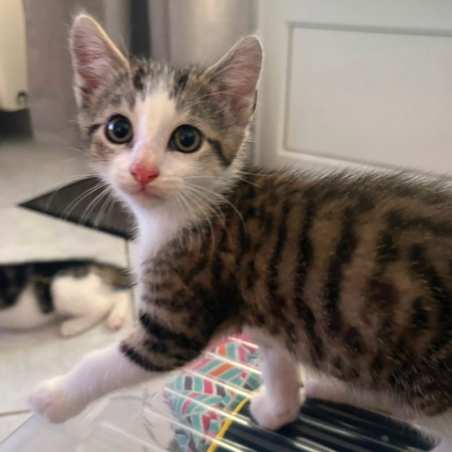 Bibi