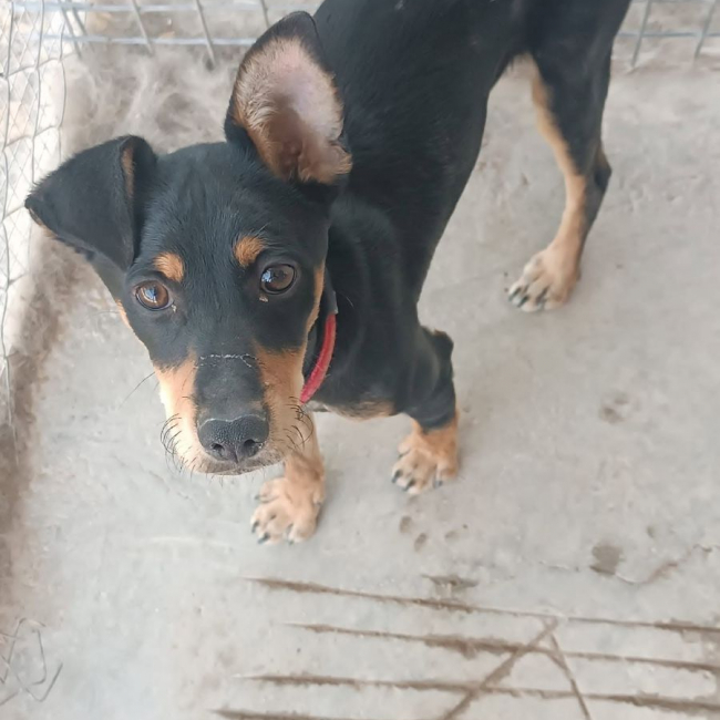 Photo de Aldo à adopter dans toute la France