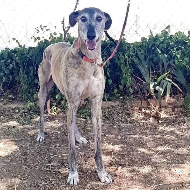 Photo de CHAPU à l'adoption dans toute la France