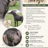 Tango