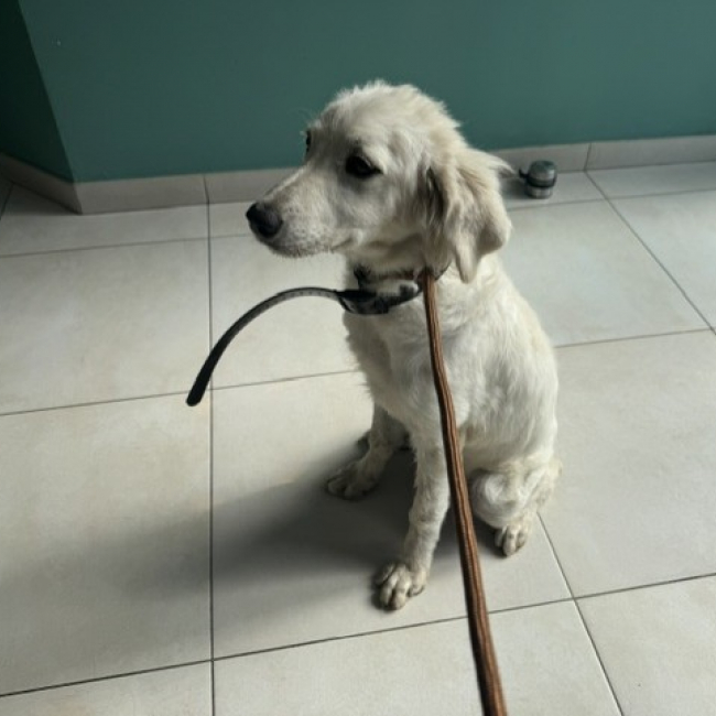 Nala