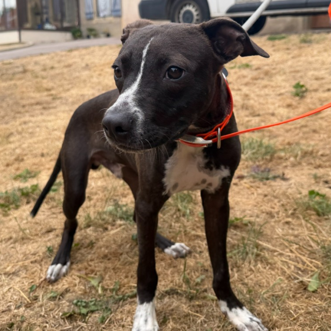 Chico
