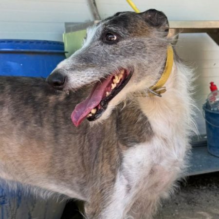 MARI et SARA - Chien Galgo à adopter