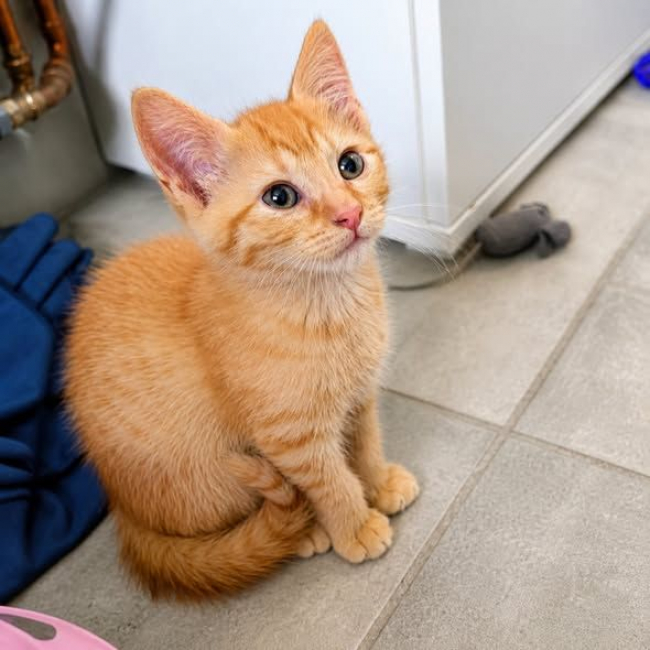 Photo de Ziggy