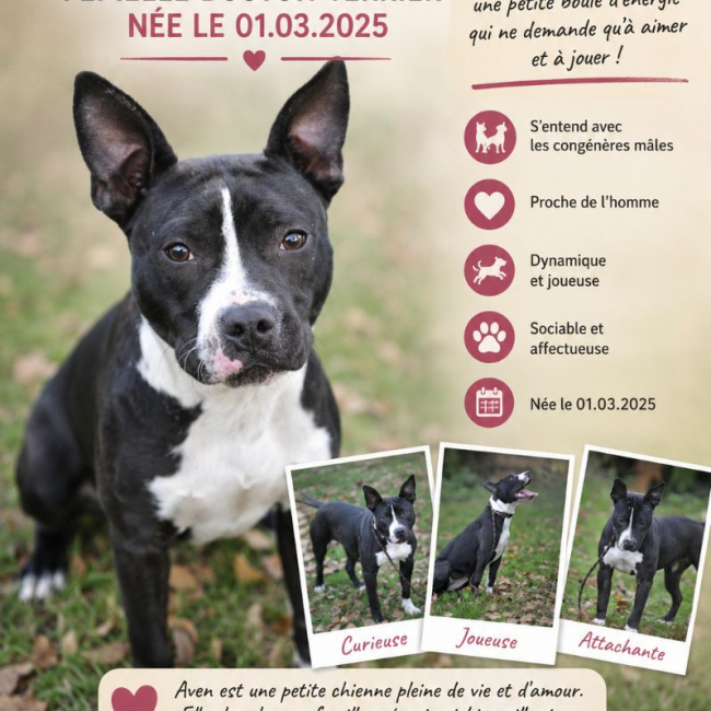 Chien De Petite Taille Adopter Animaux fr chien-de-petite-taille-adopter-animaux-fr