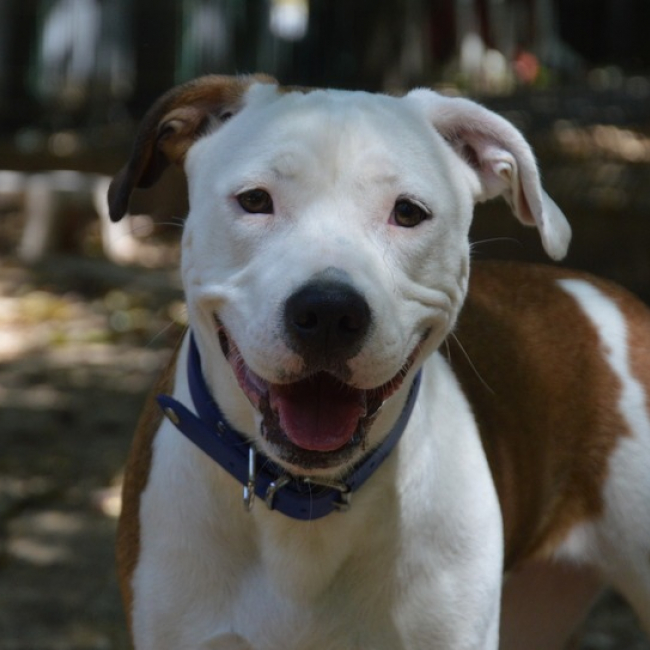 Nala