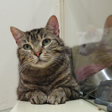 Ace - Chat Européen à adopter