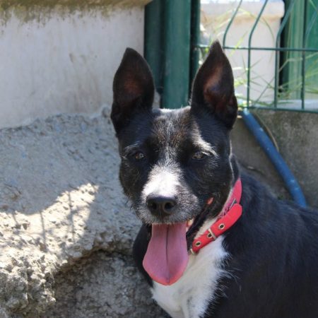 Naya - Chien à adopter