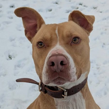 Ucco - Chien à adopter