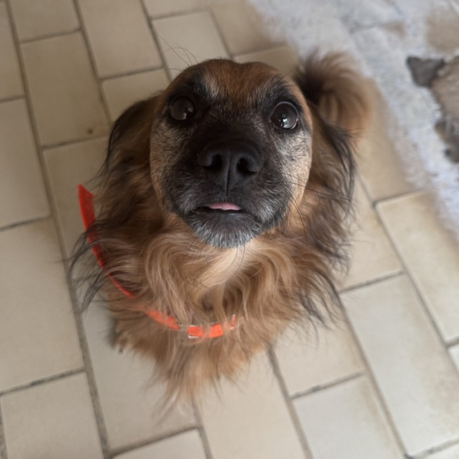 Photo de Papuche