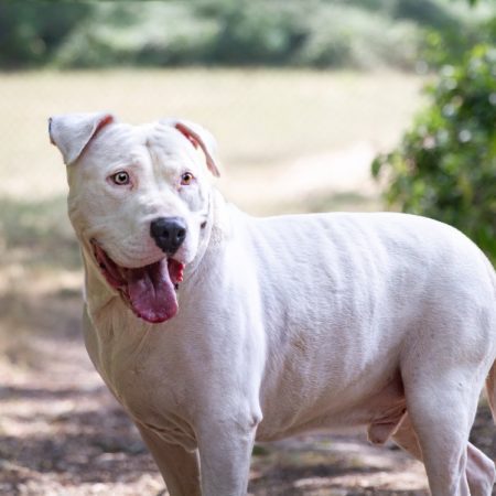 Oaa papaye - Chien American Bully à adopter