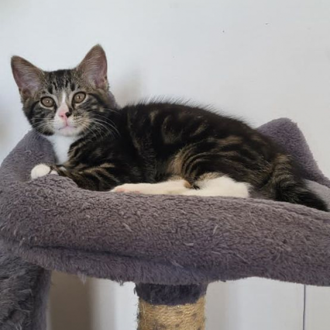 Photo de Bandit