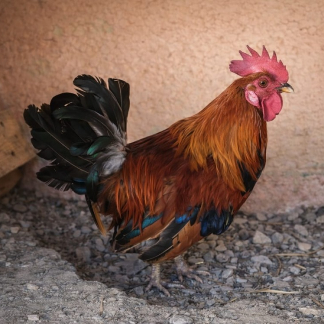 Photo de Coqlicot