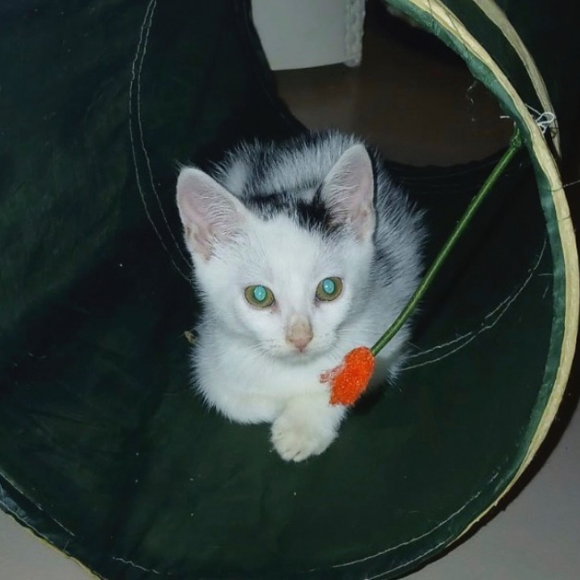 Photo de Bob