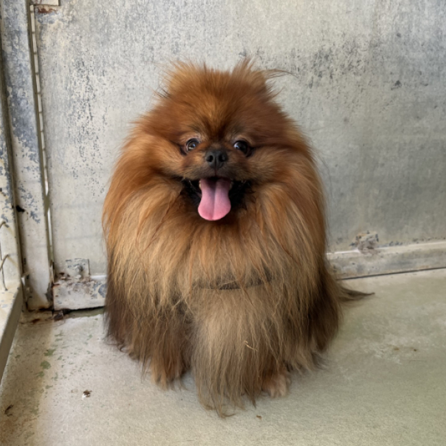 Photo de Cookie