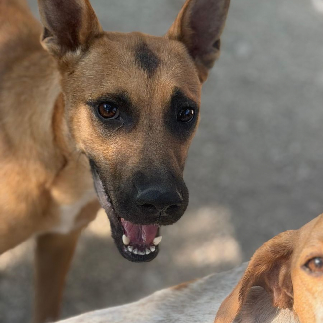 Photo de Lola à l'adoption dans toute la France 