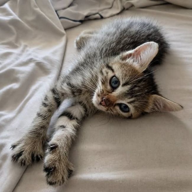 Photo de Bouboule