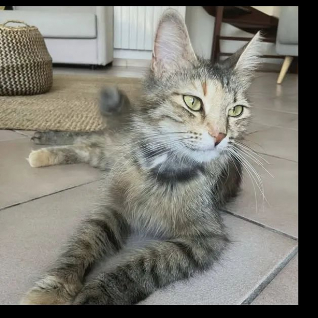 Photo de Lady