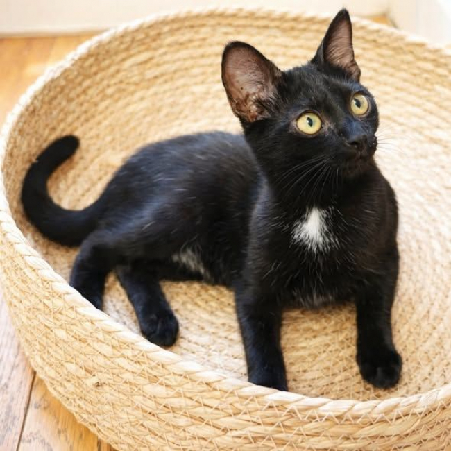 Photo de Sirius