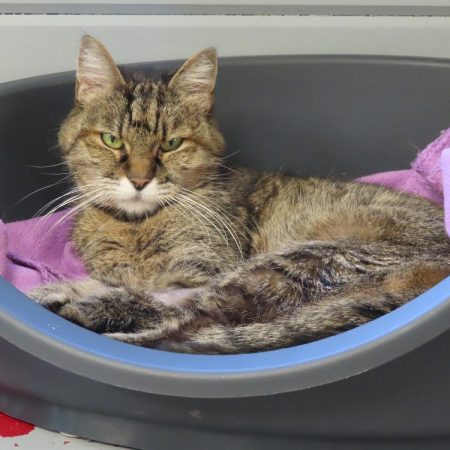 Mamichat - Chat Européen à adopter