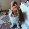 Féline