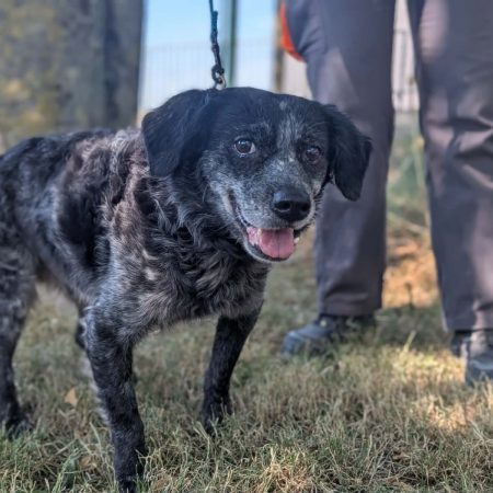 Bouboule - Chien à adopter