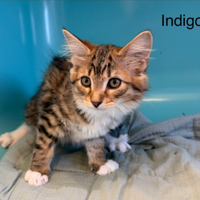 Photo de Indigo