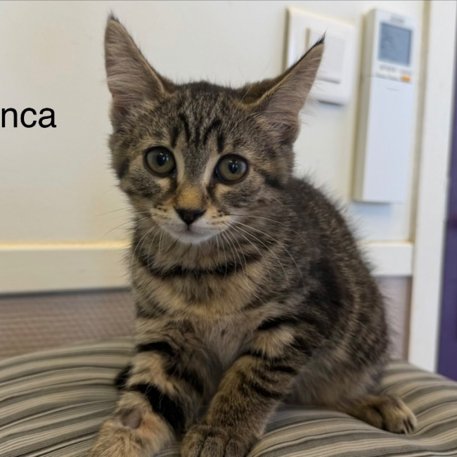 Photo de Inca
