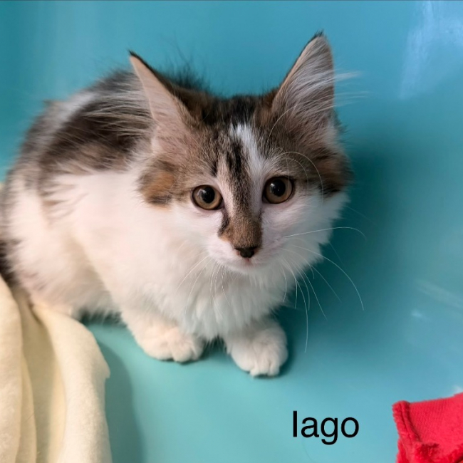Photo de Iago