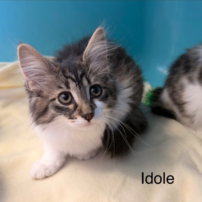 Photo de Idole