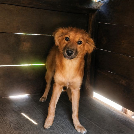 Rita - Chien à adopter